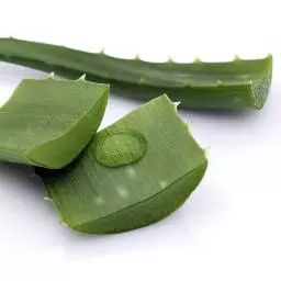 Aloe